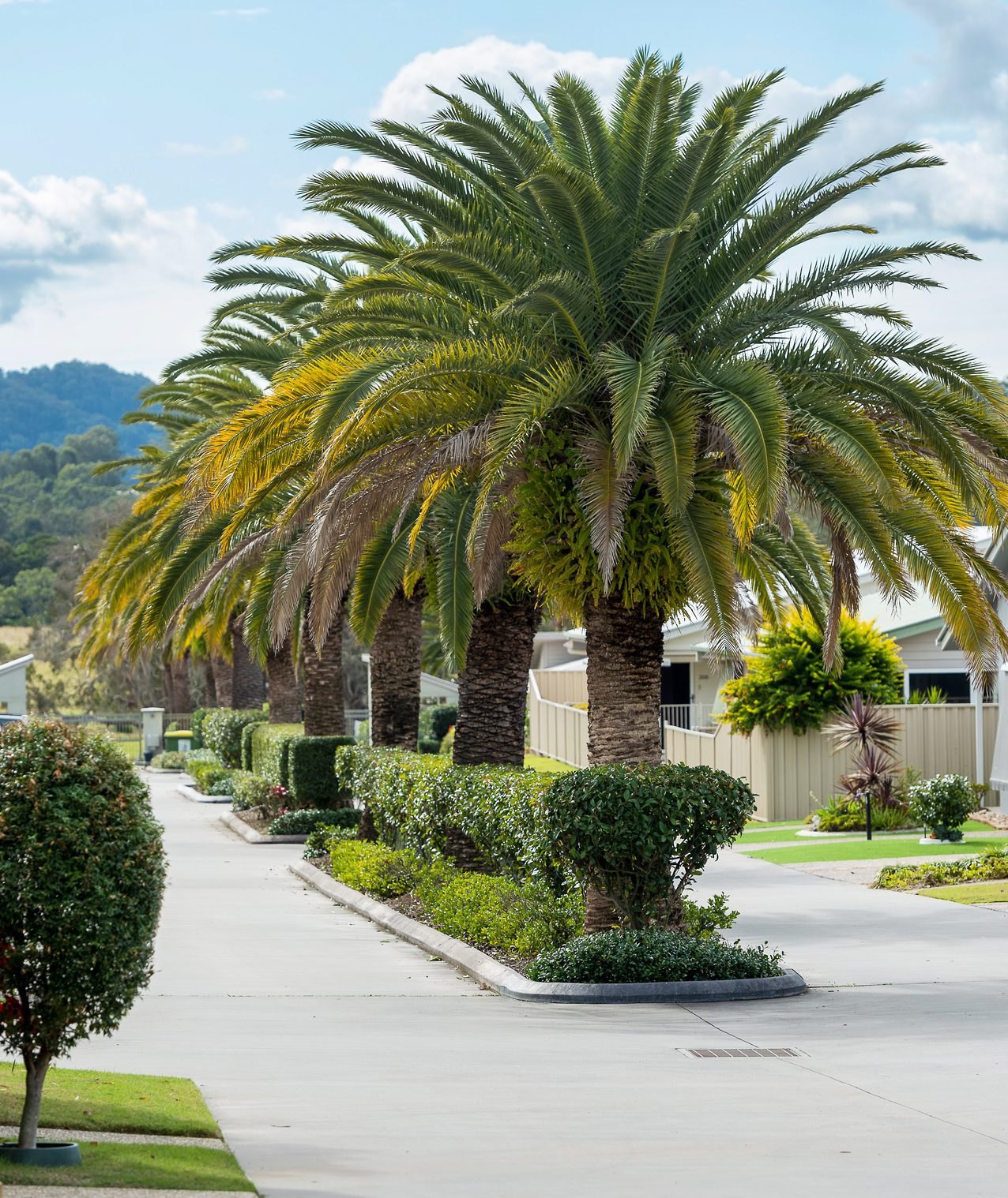 Palm-lined avenue at Palm Lake Resort Eagleby Heights